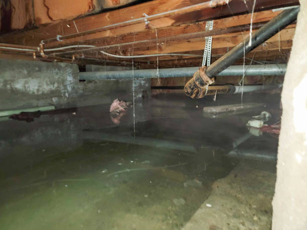 Best Flood damage cleanup  in Kealakekua, HI